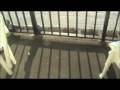 pigeon catching