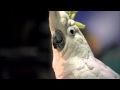 CARMAX - COCKATIEL - SUPERBOWL