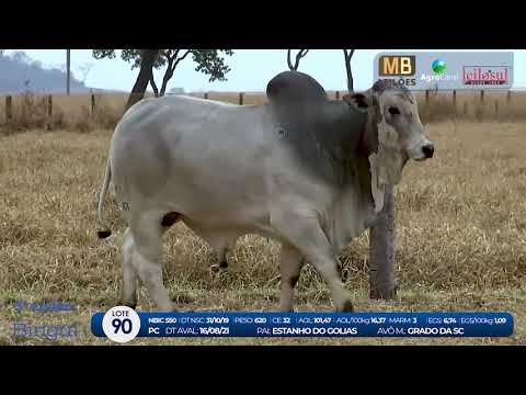 2 DE OLHO NA FAZENDA NELORE BIRIGUI