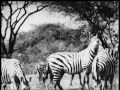 African wildlife 100 years ago