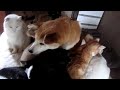 Spacy.Tv - Собака и много, много кошек