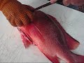 Gutting a fish for the BBQ (Red Emperor) Gutting a fish for the BBQ (Red Emperor)