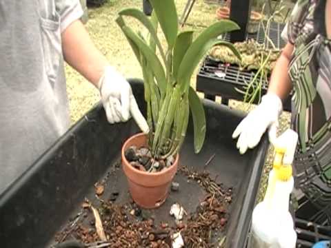 how to replant a orchid