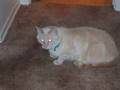 videos de chasercat