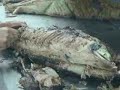 Proceso Industrial del Atun - Eurofish Ecuador