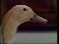 SAS10 Advertisments Part 1 (1983) SAS10 Advertisments Part 1 (1983)