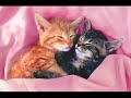 Cuty cat - Encore une nuit- Marie mai