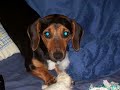 videos and pics of our new dog during our first month together.