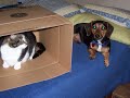 videos and pics of our new dog during our first month together.