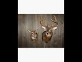 Re: Dead Flying Deer Hits Man! Re: Dead Flying Deer Hits Man!