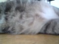 TINA FANNY PROANA VIDEOBLOGG
