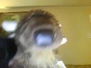 my new webkinz!