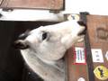 videos de mistral
