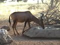 Bowhunting Africa 3
