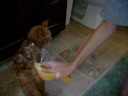 kittys first bath! kittys first bath!