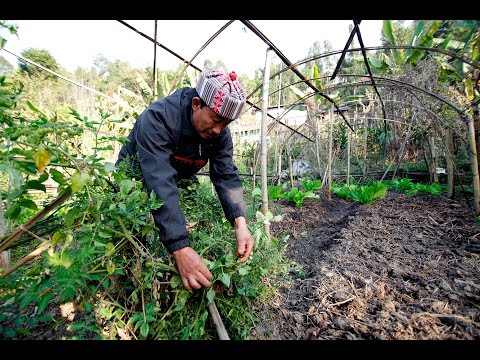 Climate-resilient farming in Sikkim Climate-resilient farming in Sikkim