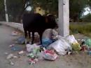 Albania-In-Your-Pock
