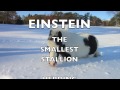 Einstein és a kecskegidák