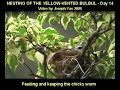 Yellow-Vented Bulbul Nesting - Day 14