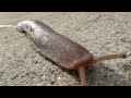 Click here to watch this video Thai Slug May 2012 HD Lumix LX5 - Macro of slug, worth seeing