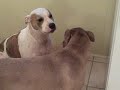 BEST FRIENDS