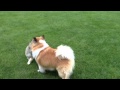Luke and 10 wk old Scout play Tug - YouTube