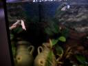 Acquario tropicale dolce di PZ Acquario tropicale dolce di PZ