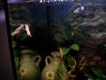 Acquario tropicale dolce di PZ