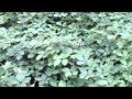 BIGFOOT GARDEN OF EDEN PROJECT UPDATE 21 SEPT 2010.wmv