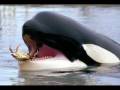 free-willykeiko.html