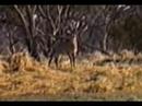 Botswana: Roan & Bushbuck Botswana: Roan & Bushbuck