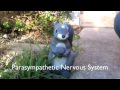 Extrinsic Innervation