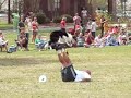 2008 Dixie Disc Dog Championships with Gipper