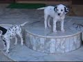 cute dalmatian pups