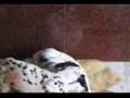 cute dalmatian pups