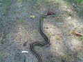 Snake eating a toad part 1!