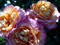 Flowers Flowers