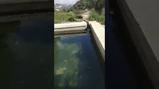 عسفيا  وعينها  والكرمل الغالي