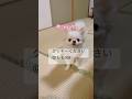 クッキー下さい【ももちゃんの日常】 #チワワ #癒し #ももちゃん #犬のいる生活 #犬 #pets #日常