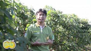  How to inhibiting flowering of longan