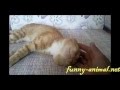 Tolerant cat vs annoying hand
