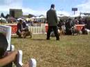 Padrote Rocky - Bulldog Ingles Padrote Rocky - Bulldog Ingles