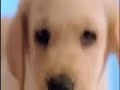 Cottonelle Dog Commercial
