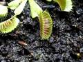 Dionaea Muscipula uno