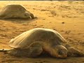 The Journey - Sea Turtles