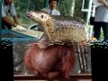 Strange Animals