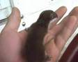 Weasels