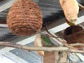 LOVEBIRDS SINGING