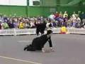 Border Collie e Carlito