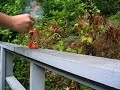 Firecracker-in-soda-